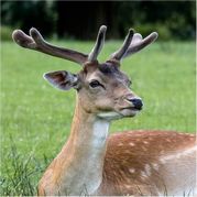 Brian Marcer Fallow Deer Portrait